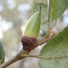 Quercus agrifolia agrifolia