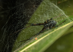 Latrodectus obscurior