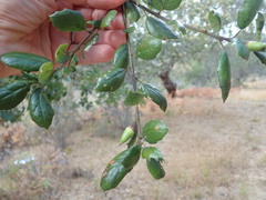 Quercus agrifolia agrifolia