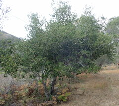 Quercus agrifolia agrifolia