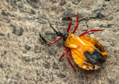 Diaspidiini