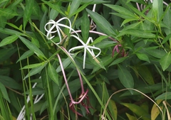 Exostema longiflorum