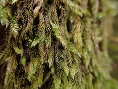 Hypnum circinale