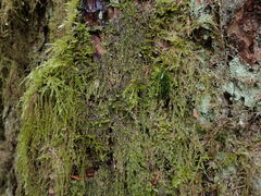 Hypnum circinale