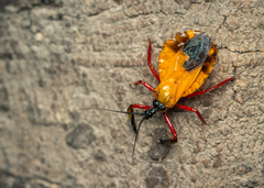 Diaspidiini