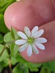 Stellaria aquatica