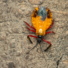 Diaspidiini