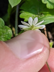 Stellaria aquatica