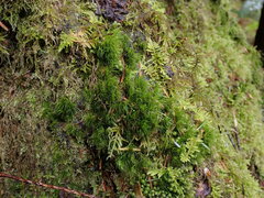 Dicranum fuscescens