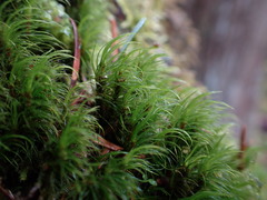 Dicranum fuscescens
