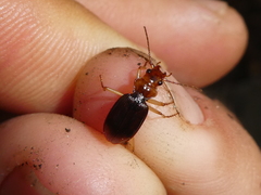 Nebria genei