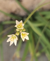Nothoscordum