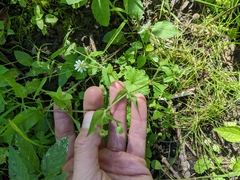 Stellaria aquatica
