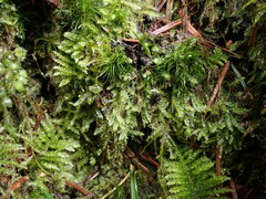 Pseudotaxiphyllum elegans