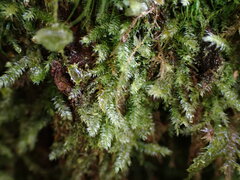 Pseudotaxiphyllum elegans