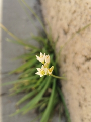 Nothoscordum