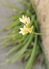 Nothoscordum