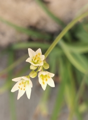 Nothoscordum