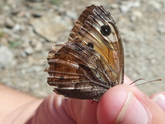 Hipparchia aristaeus