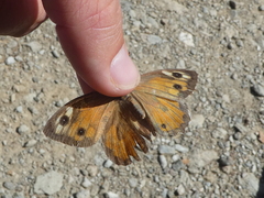 Hipparchia aristaeus