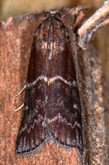 Euzophera ostricolorella