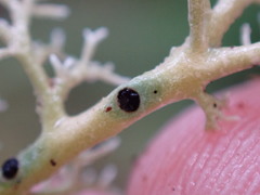 Opegrapha sphaerophoricola