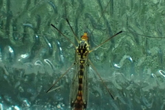 Nephrotoma flavipalpis