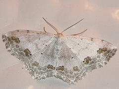 Scopula ornata