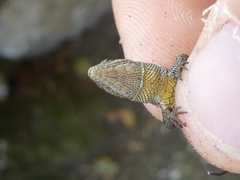 Algyroides fitzingeri