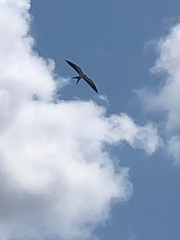 Elanoides forficatus