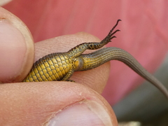 Algyroides fitzingeri