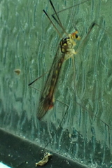 Nephrotoma flavipalpis