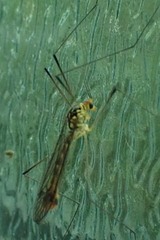 Nephrotoma flavipalpis