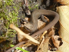 Algyroides fitzingeri