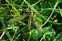 Tipula paludosa