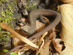 Algyroides fitzingeri