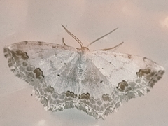 Scopula ornata