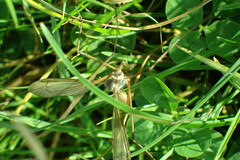 Tipula paludosa