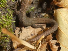 Algyroides fitzingeri