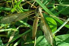 Tipula paludosa