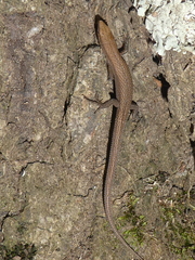 Algyroides fitzingeri