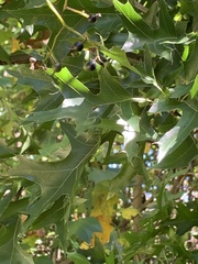 Quercus palustris