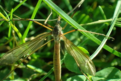 Tipula paludosa