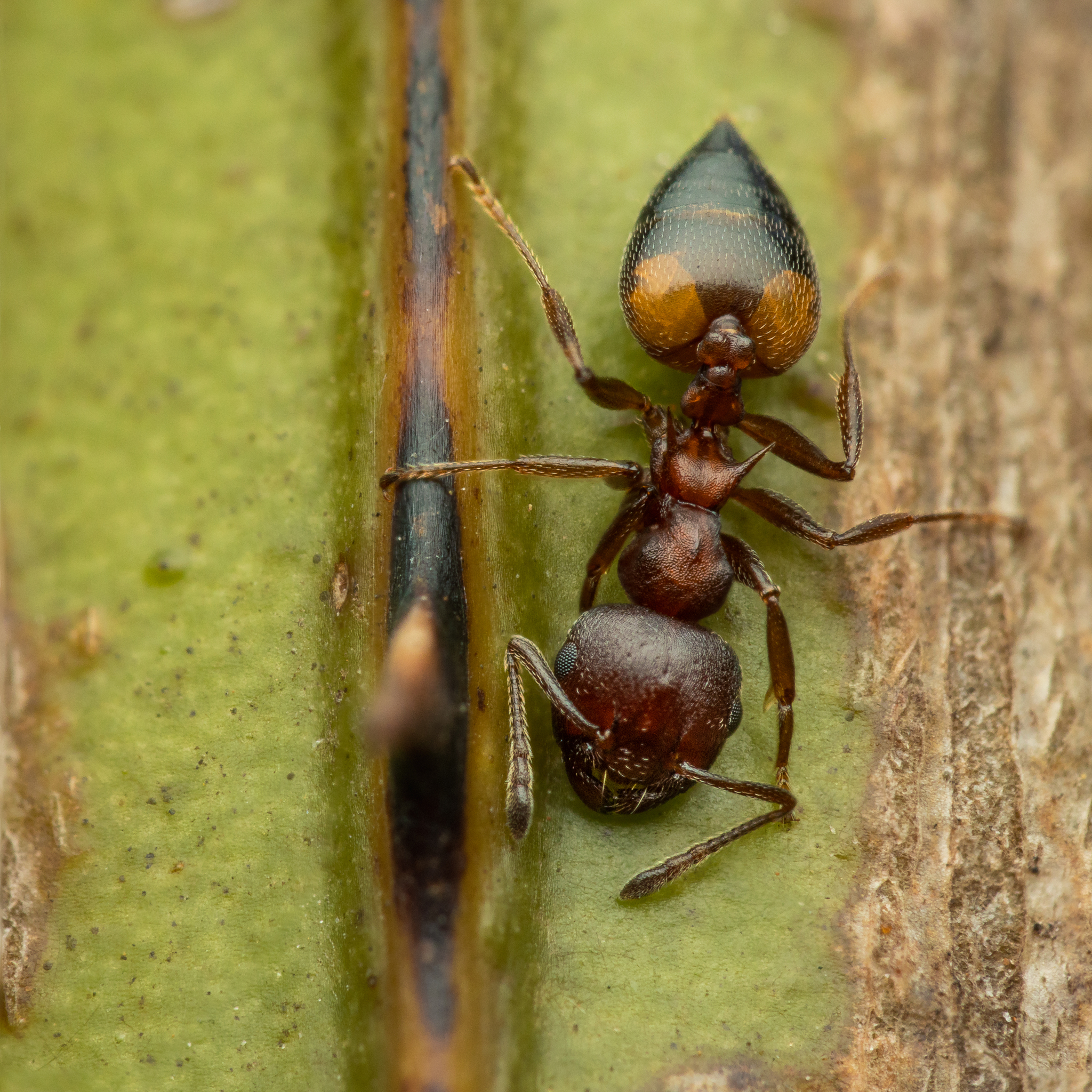 Crematogaster tricolor