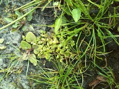 Lysimachia minima