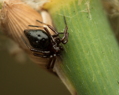 Euryopis episinoides