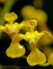 Oncidium luteum