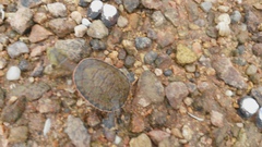 Phrynops geoffroanus