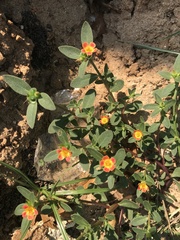 Portulaca umbraticola
