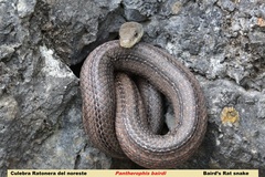 Pantherophis bairdi